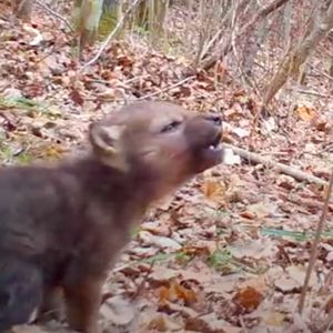 Leśna kamera zarejestrowała niezwykły materiał z udziałem malutkiego wilka