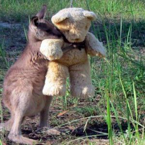 Osierocony kangurek czule przytula się do pluszowego misia. Maluch wypadł z torby mamy