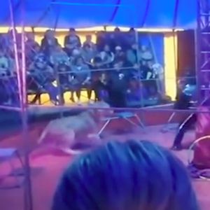 Szokujące sceny w rosyjskim cyrku. Lwica rzuca się na swojego tresera