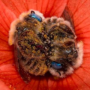 Para śpiących pszczół przytulała się do siebie na jednym kwiatku. Niesamowite ujęcia