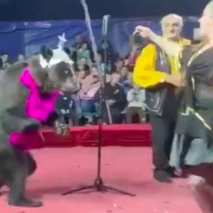 Niedźwiedź rzuca się na swoją treserkę w czasie występu. Przerażające nagranie
