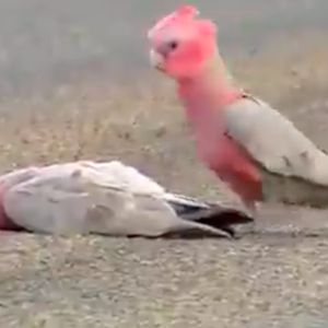 Zrozpaczona papuga opłakuje śmierć partnera. 45 sekunda filmiku złamała nam serce