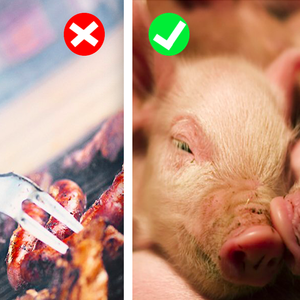 13 powodów, dla których świnie zamiast na talerzach, powinny znaleźć się w naszych sercach