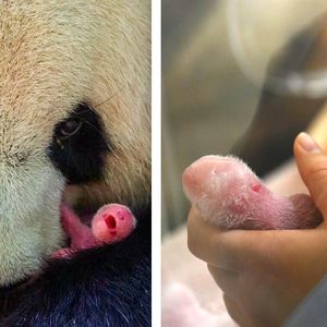 Wielkie wydarzenie w francuskim ZOO. Na świat przyszły dwie malutkie pandy bliźniaczki