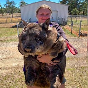 W Australii odnaleziono zwierzę, które zszokowało mieszkańców swoim wyglądem