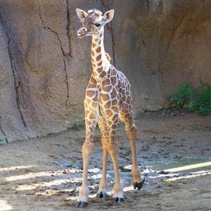 Malutka żyrafa z ZOO uśpiona zaledwie 3 miesiące po narodzinach. „Będzie nam jej brakować”