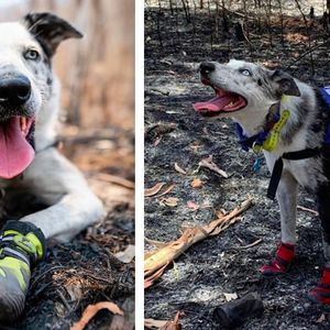 Pies, który podczas pożarów buszu uratował ponad 100 koali, został uhonorowany za swoją odwagę