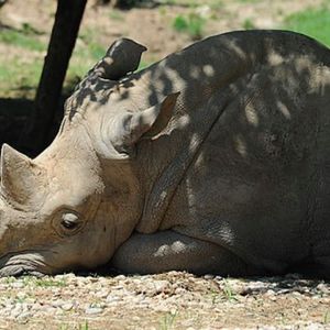 Zmarł najstarszy żyjący nosorożec biały na świecie. Odszedł w wieku 54 lat