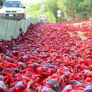 Miliony krabów dosłownie zalały ulice i drogi. Zapierające dech w piersiach zdjęcia