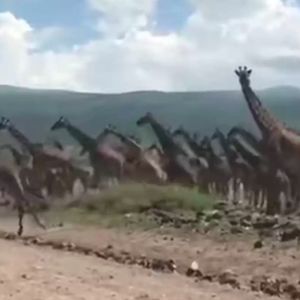 Niesamowicie rzadkie zjawisko uchwycone na wideo. Przez drogę przeszło gigantyczne stado żyraf