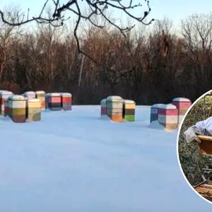 Pszczelarz zdradził, co robią pszczoły zimą. Jego post stał się mega-hitem!