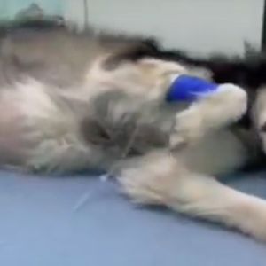 Umierający pies macha na pożegnanie swojej właścicielce. Chwilę później odchodzi na zawsze