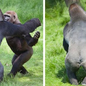 Dwa goryle nie mogły przestać się przytulać podczas wzruszającego spotkania po 3 latach rozłąki