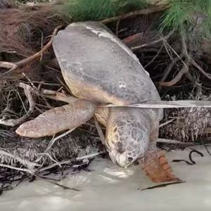 Mężczyzna zauważa żółwia morskiego uwięzionego na lądzie i przywraca go do życia