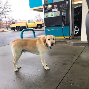 Gdy tankował auto, zaczepił go obcy pies. Zdębiał, gdy przeczytał napis na jego obroży