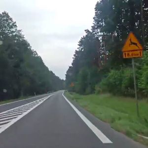 Filmik z DK11 przestrogą dla kierowców. Oto, dlaczego należy zwolnić, gdy jedzie się obok lasu