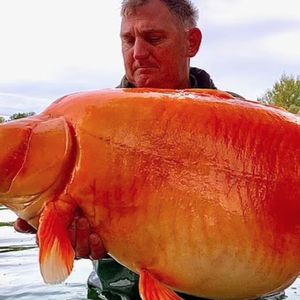 Złapał największą „złotą rybkę” świata. Marchewka jest prawdziwym gigantem!