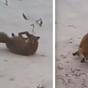 Pracownicy Paru Narodowego z ukrycia nagrali lisa. Jego wyczyny w śniegu rozkładają na łopatki