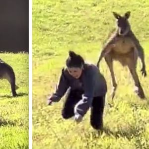 Turystka chciała pogłaskać kangura. Nie przewidziała szokującej reakcji zwierzaka