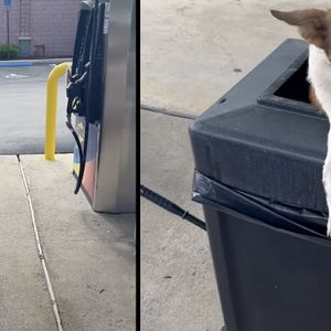 Kobieta wjeżdża na stację benzynową i znajduje szczeniaki w koszu na śmieci. Jest nagranie!