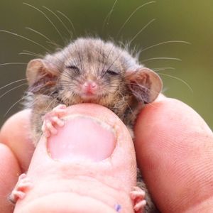 Najmniejszy na świecie ssak walczy o przetrwanie. Waży tylko 7 gramów i jest mniejszy niż palec