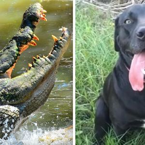 Krokodyl zabił ich ukochanego psa podczas spaceru. „Wziął go jednym kęsem”