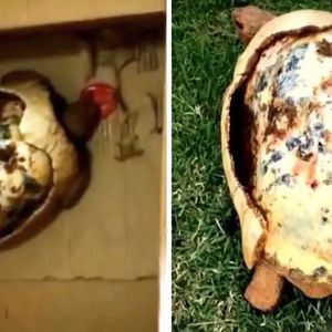 Ogień spala skorupę żółwia, a zmartwiony weterynarz staje przed straszliwym wyborem