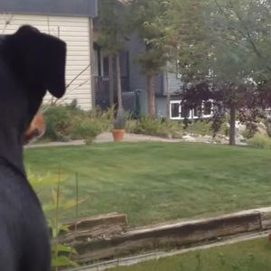 Rottweiler zauważa intruza na swoim podwórku! 4 miliony osób nie mogło uwierzyć własnym oczom