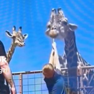 Tragiczna wizyta w ZOO. Żyrafa zaatakowała dziecko, jest wideo