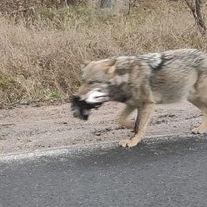 Mieszkańcy lubuskiego przerażeni! Mrożące krew w żyłach przypadki z udziałem wilków