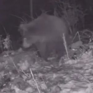 Przerażające nagranie z bieszczadzkiego lasu. Aż można dostać gęsiej skórki