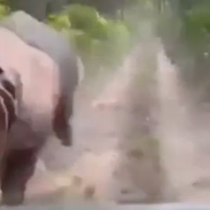 Rozwścieczony nosorożec zaczyna gonić samochód. Turyści przeżyli grozę, mamy wideo
