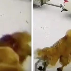 Pijany Rosjanin zaatakował wielbłąda. Zwierzę zemściło się na nim w najgorszy sposób