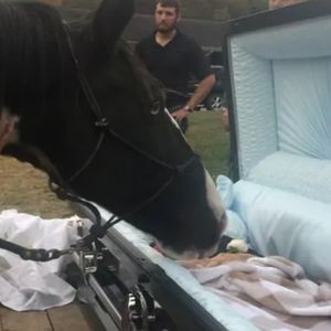 Maltretowany koń po raz ostatni całuje swojego zmarłego wybawcę. „Trudno było się nie rozpłakać”