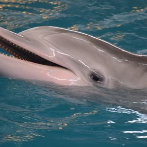 16-latka pływała z delfinami. Chwilę później jej ciało wyłowiono z wody