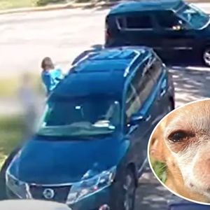 12-letni pies skradziony sprzed własnego domu, jest wideo. Zdesperowana rodzina apeluje!