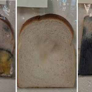 Przerażający eksperyment z chlebem. Pokaże dziecku, dlaczego mycie rąk jest ważne