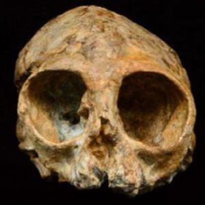 Czaszka pochodząca sprzed 13 milionów lat może wyjawić, jak wyglądali nasi przodkowie