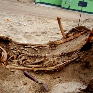 W Peru odkryto masowy grób dzieci poświęconych w ofierze. Przed śmiercią wyrwano im serca