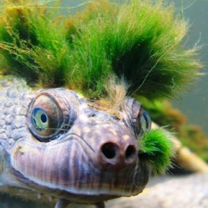 Ten żółw jest bardzo wyjątkowy. Na jego głowie pojawiło się coś niezwykłego