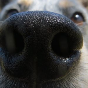 Nauka potwierdza, że psy doskonale rozpoznają złe i niegodne zaufania osoby