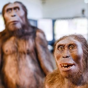Lenistwo doprowadziło do wyginięcia gatunku Homo erectus. Naprawdę nie lubili się przemęczać