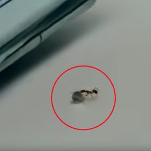 Mrówka kradnąca diament przypomina nam o niebywałej sile tych maleńkich owadów