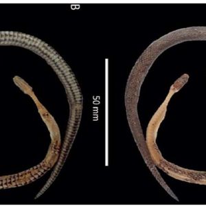Naukowcy odkryli nowy gatunek węża. Jego szczątki znaleziono wewnątrz większego gada