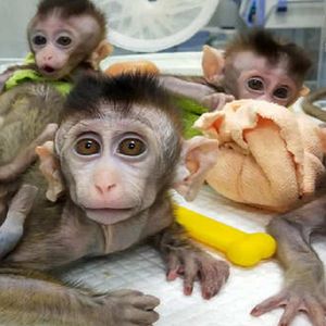 Chińscy naukowcy sklonowali pięć makaków z wadą genetyczną. Przełom wywołał burzliwą debatę