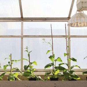 Naukowcy „naprawili usterkę” w fotosyntezie i tym samym zwiększyli wzrost upraw o 40 procent