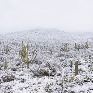 Pustynia Sonora zaskoczyła wszystkich opadami śniegu. Anomalia wygląda jednak przepięknie
