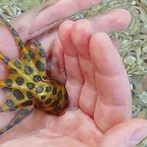 Ta maleńka i urocza ośmiornica to jedno z najniebezpieczniejszych stworzeń na naszej planecie