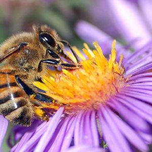 Kilka prostych sposobów, by pomóc pszczołom. Naprawdę nie potrzeba wiele, by je chronić