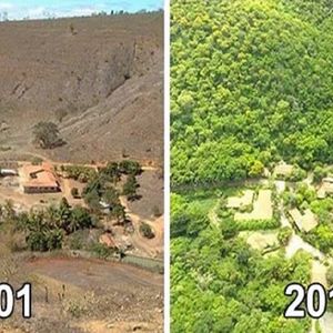 W ciągu 20 lat, para zasadziła 4 miliony drzew, by odtworzyć wylesione obszary lasu